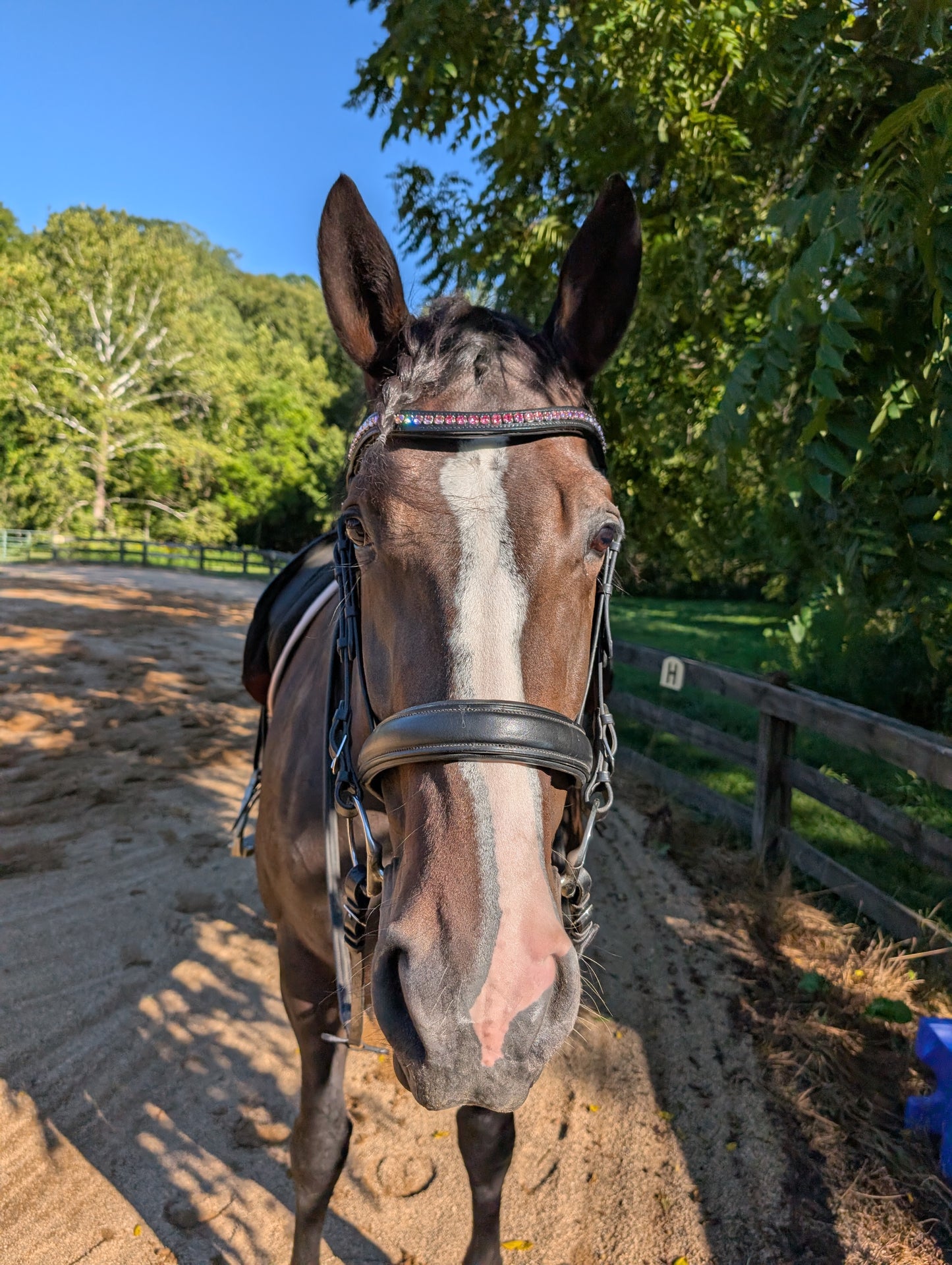 Custom Browband